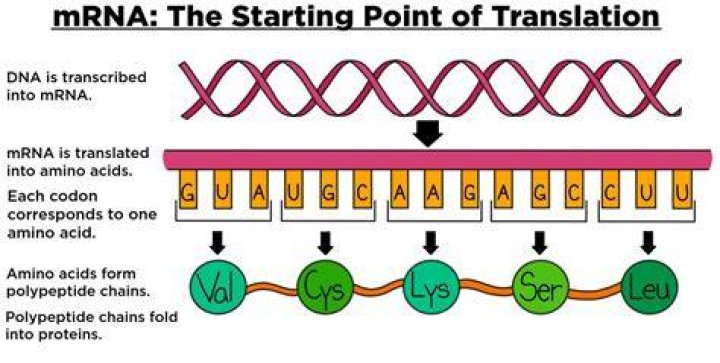 Whats the purpose of mrna?
