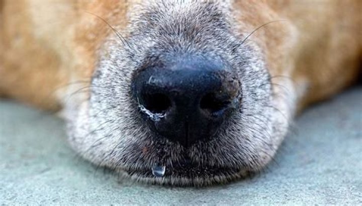 When a dogs nose is drippy?