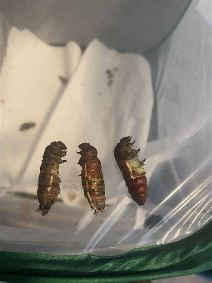 When are hornworms ready to pupate?