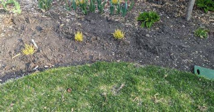 When can grasses be transplanted?