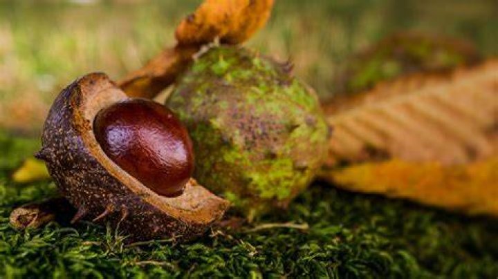 When conkers are ready?