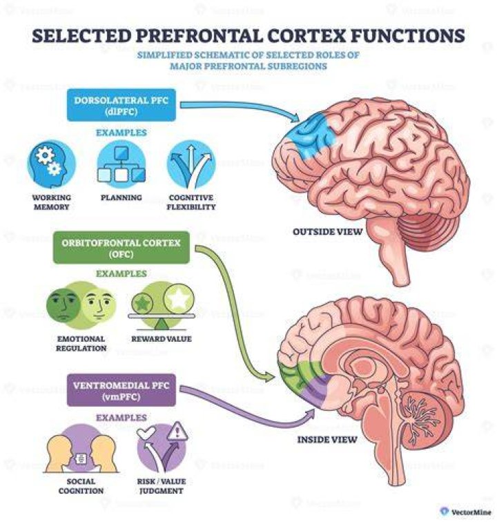 When did the prefrontal cortex evolve?