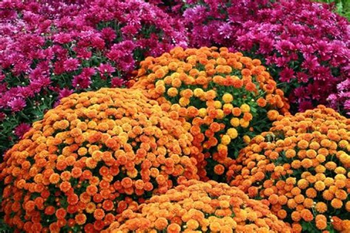 When do late blooming mums bloom?