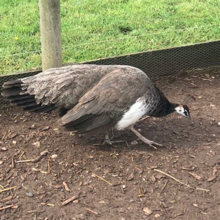 When do peahens nest?