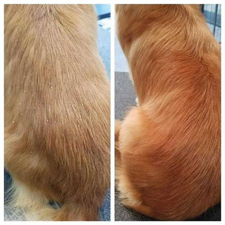 When does ichthyosis appear in dogs?