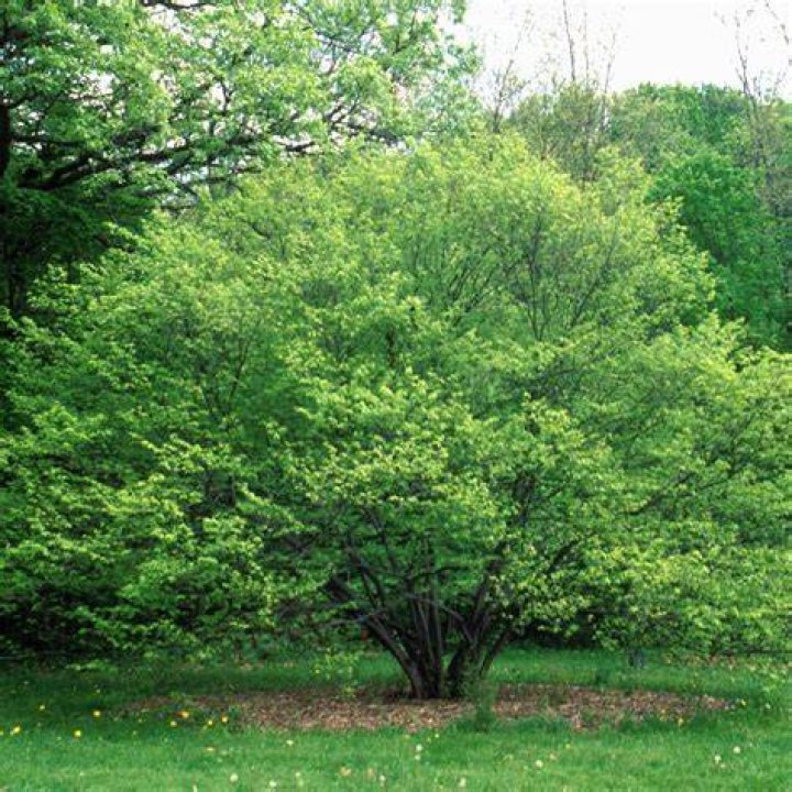When to prune carpinus caroliniana?