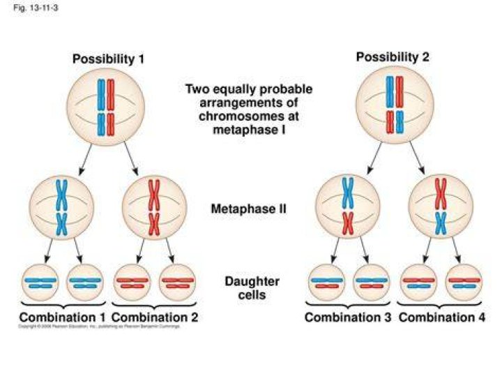 Where are chromosomes distributed equally to daughter cells?
