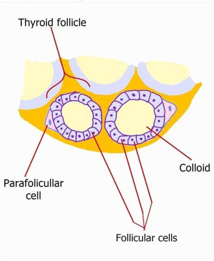 Where are follicular cells found?