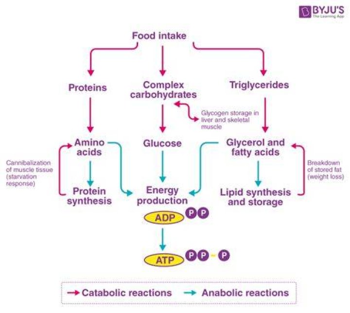 Where does catabolism occur?