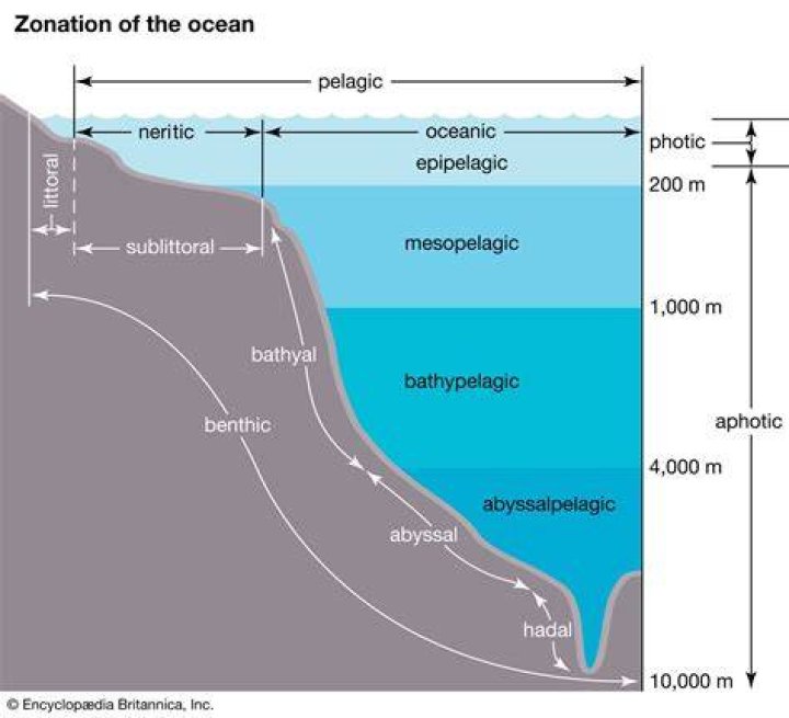 Where is holoplankton located?
