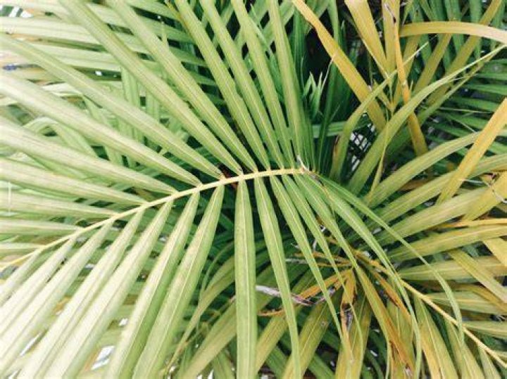 Where is palm fronds?