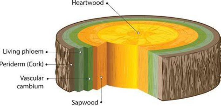 Where is sapwood on a tree?
