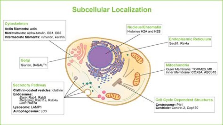 Where is subcellular found?