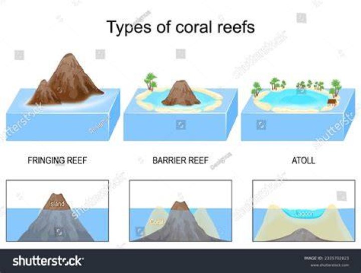 Where is the fringing reef located?
