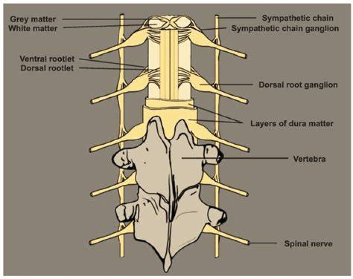 Where is the ganglion located?