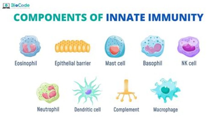 Where is the innate immunity?