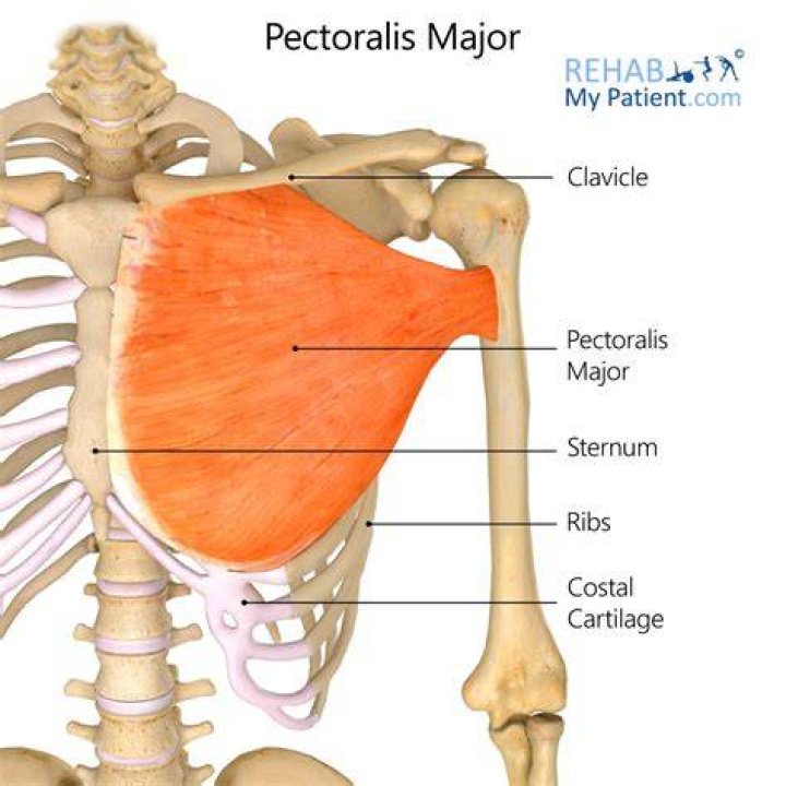 Where is the pectoralis major?