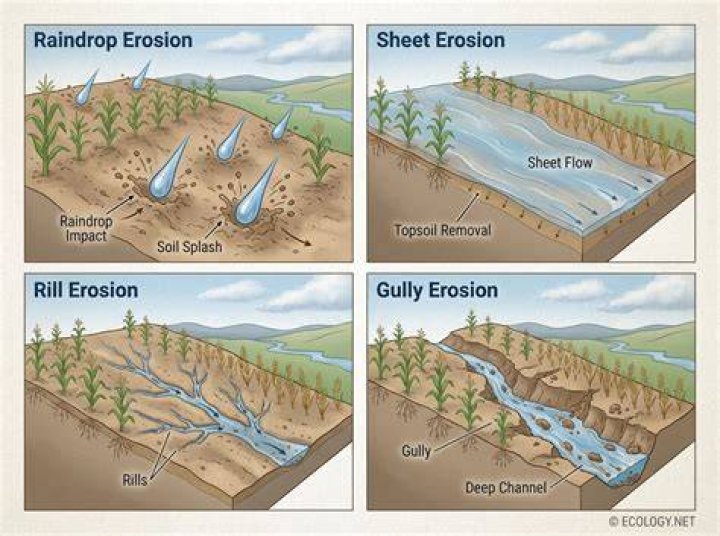Which agent of soil erosion causes gullies?