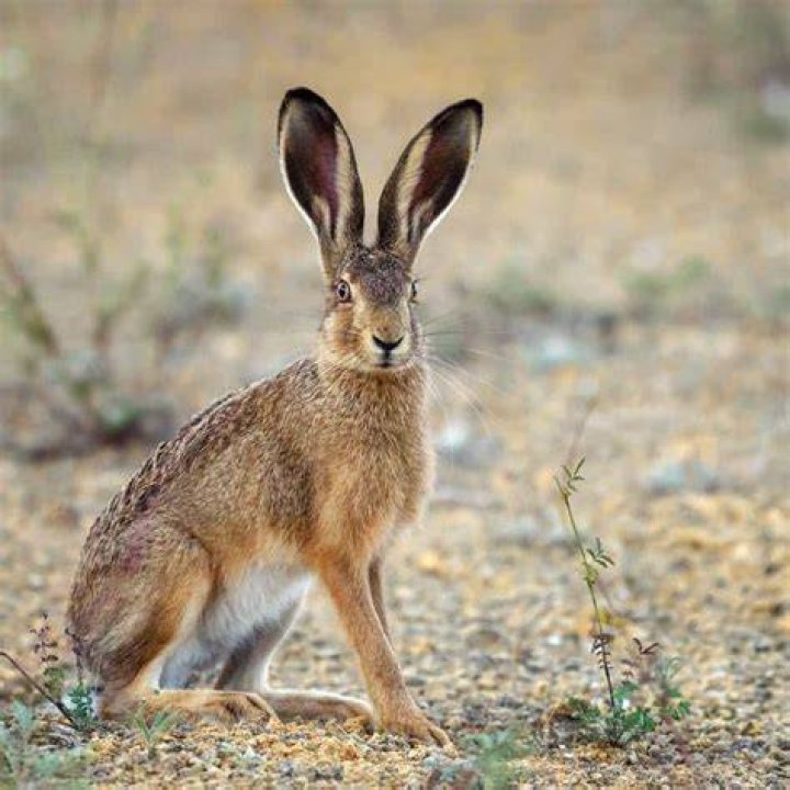 Which animal is hare?