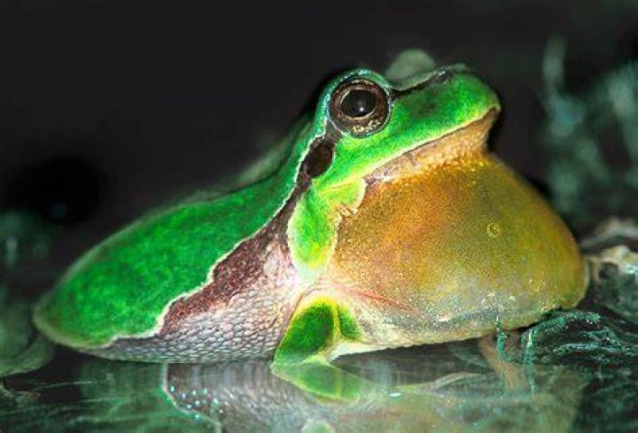 Which animal makes croak sound?