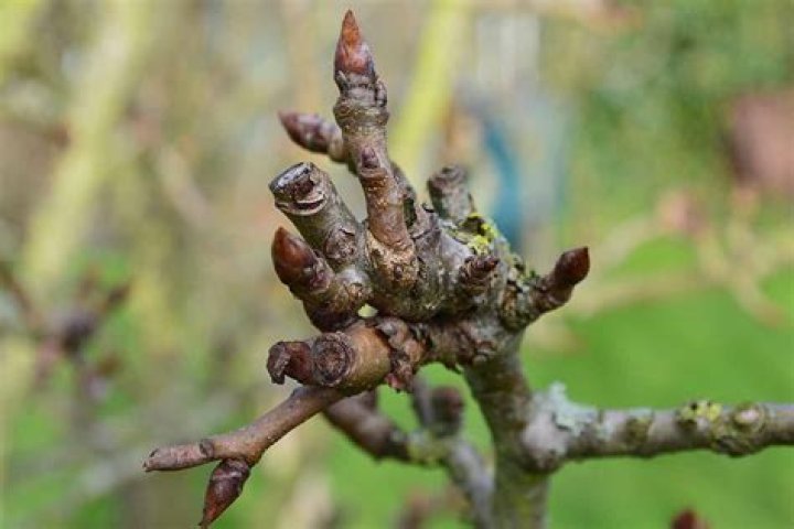 Which apple trees are spur bearing?