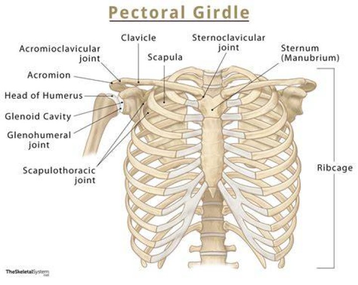Which bones make up the pectoral girdle?