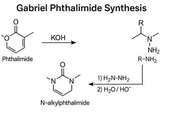Which can be prepared by gabriel phthalimide synthesis?