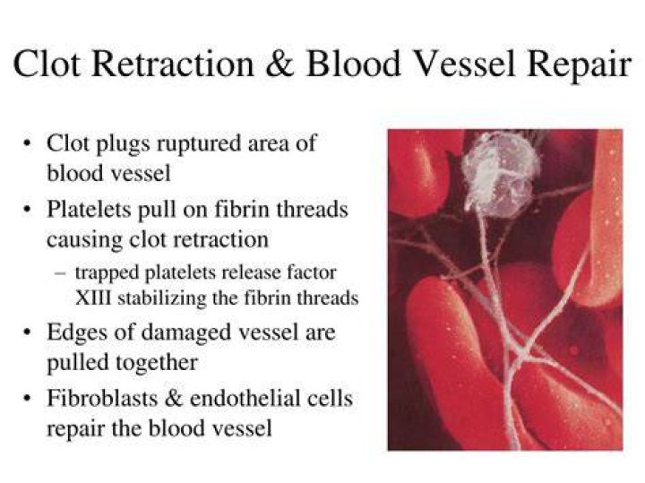 Which cells are necessary for vessel repair and clotting?