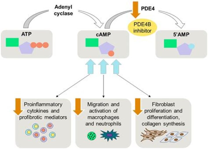 Which condition is treated using a phosphodiesterase-4 inhibitor?