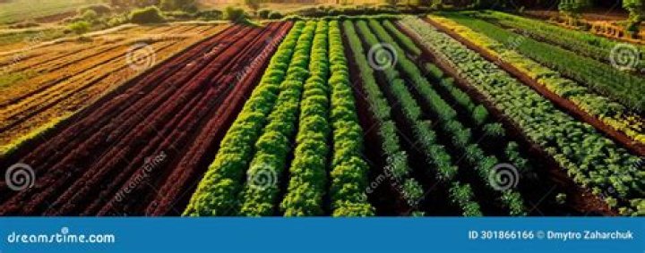 Which crops are grown in spring season?