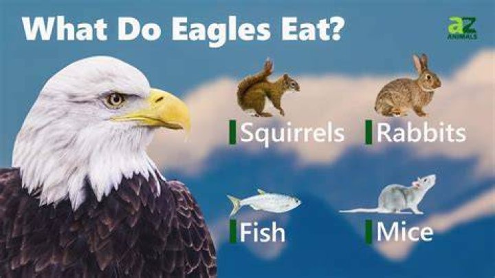 Which do eagles eat?