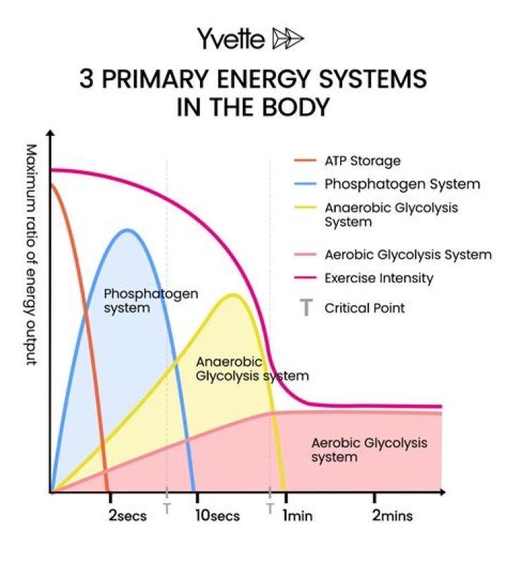 Which energy system produces atp most quickly?