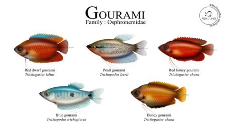 Which gouramis are compatible?