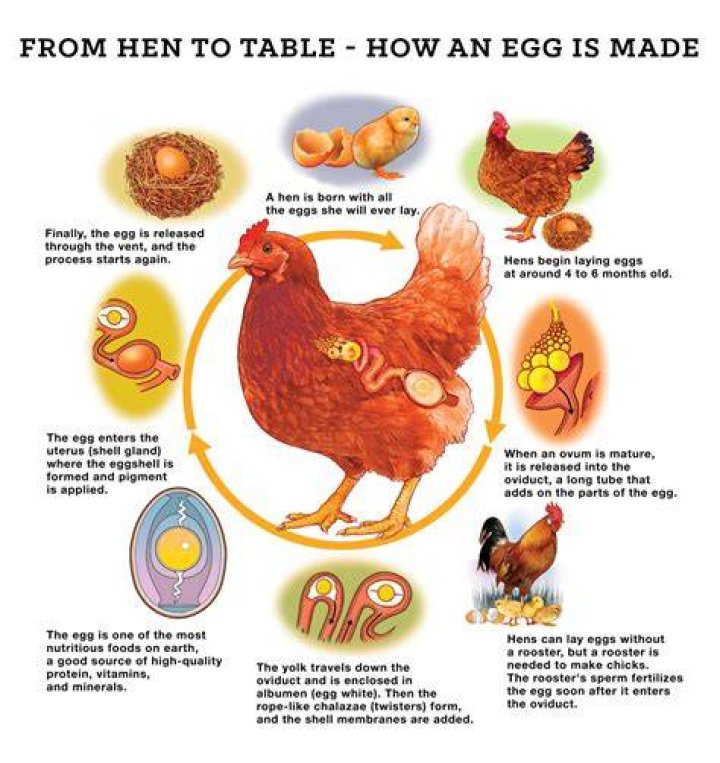 Which hen gives more eggs?