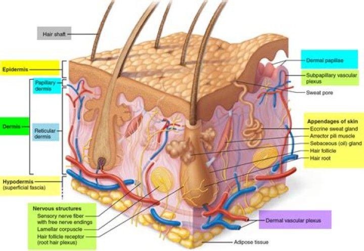 Which is not a function of epidermis?