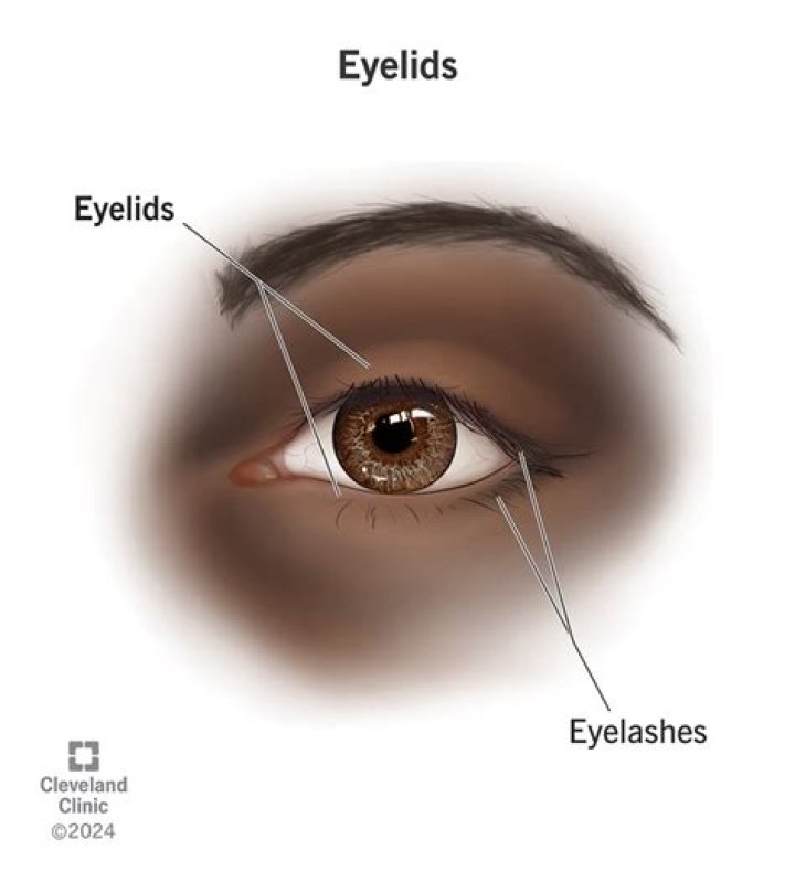 Which is the function of the eyelids?