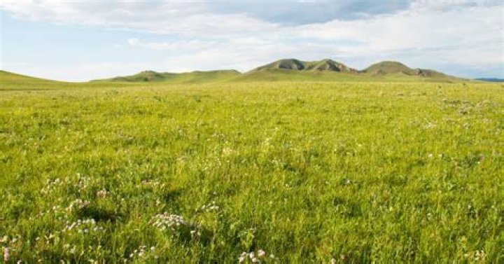 Which land biome is mainly covered with grass?