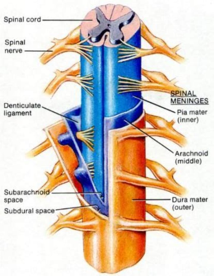 Which meninx covers the spinal cord intimately?