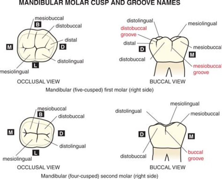 Which molar has 5 cusps?