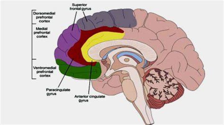 Which of the following is a subdivision of the prefrontal cortex?