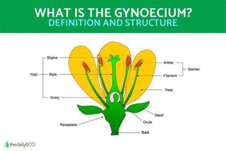 Which part of gynoecium determines?