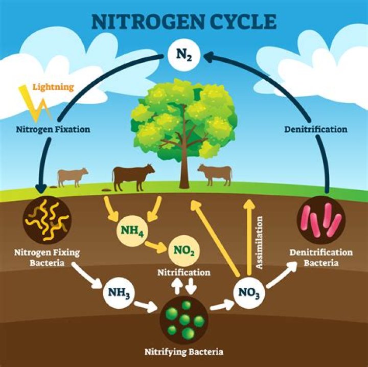 Why bacteria are the most important part of the nitrogen cycle?