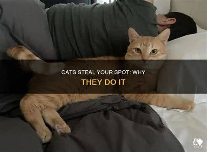 Why do cats steal your spot?