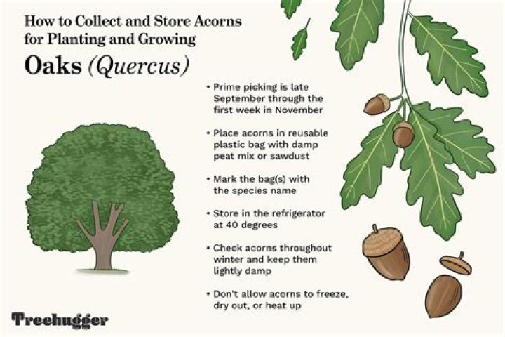 Why do oaks produce acorns?