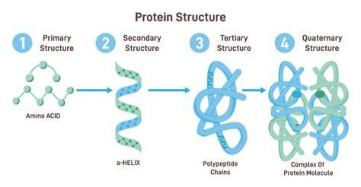Why is directionality important in the structure of proteins?