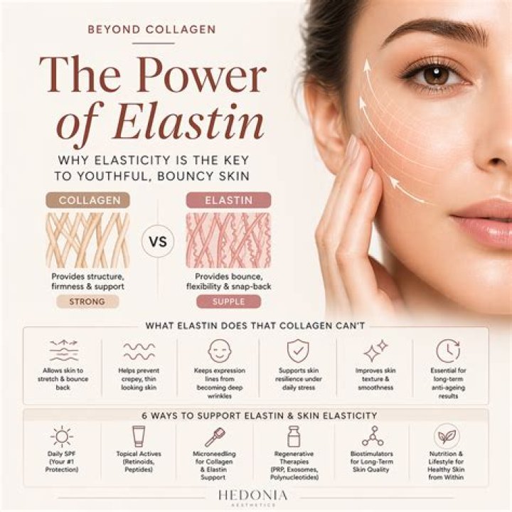 Why is elastin important?