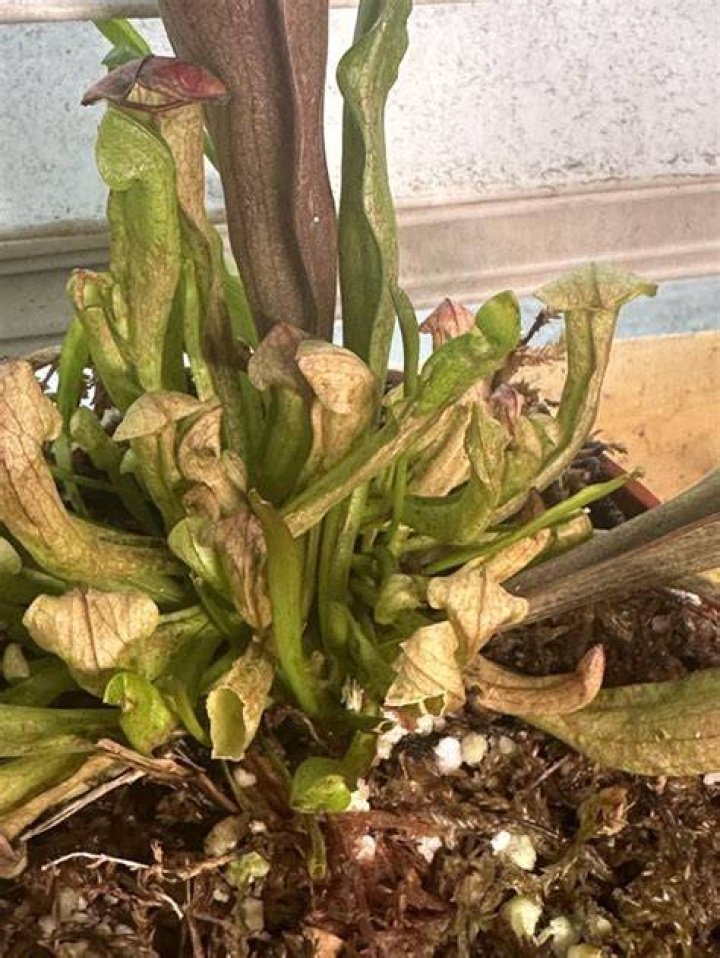 Why is my sarracenia going brown?