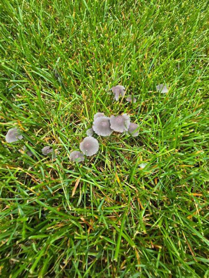 Why mushrooms in lawn?