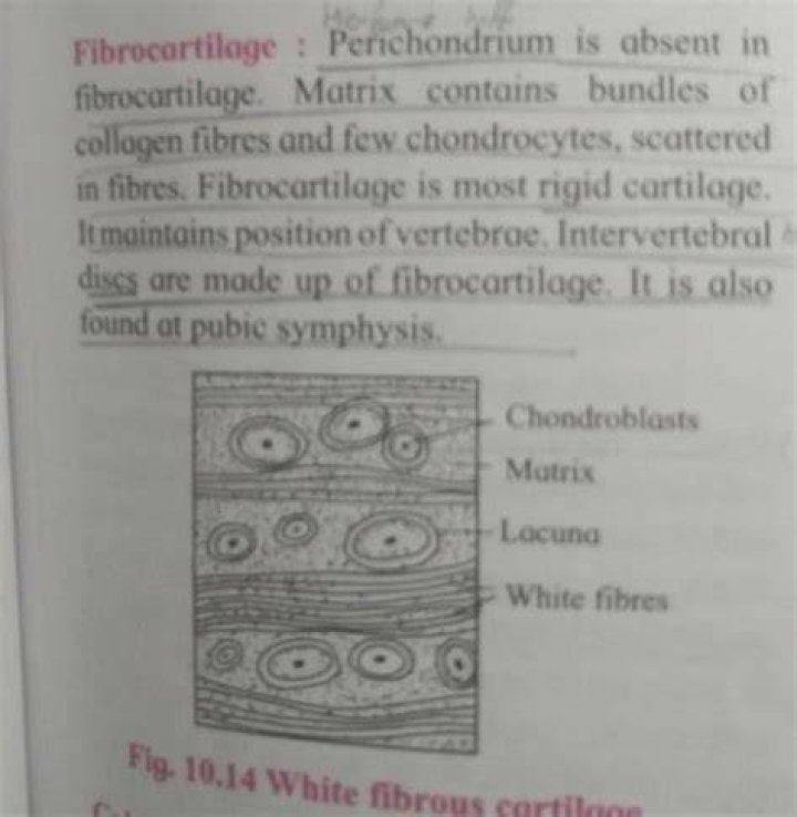 Why perichondrium is absent in fibrocartilage?