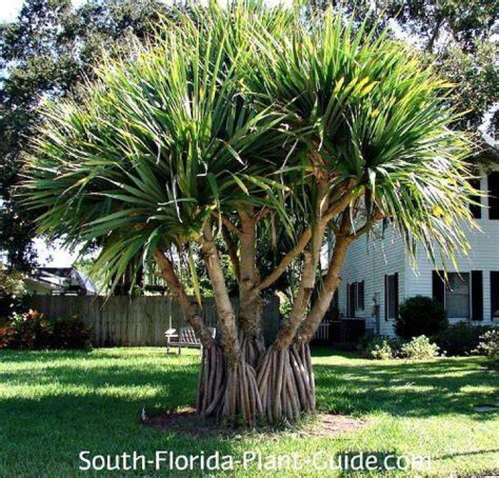 Will a screw pine grow in florida?